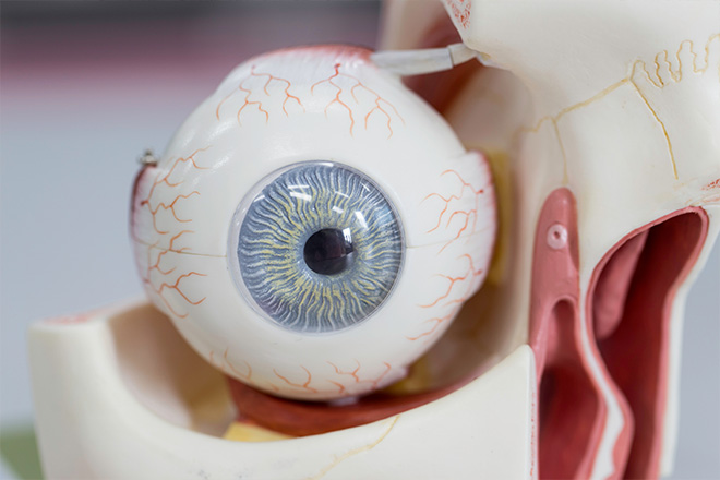 Modelo que mostra a estrutura de um olho humano