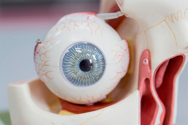 Maquete que mostra a estrutura de um olho humano