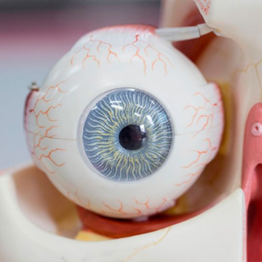 Maquete que mostra a estrutura de um olho humano